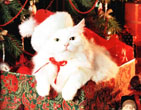 Christmas Wallpapers 292
